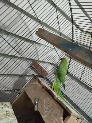 Photo - Green Female Ringneck Parrot Breeder