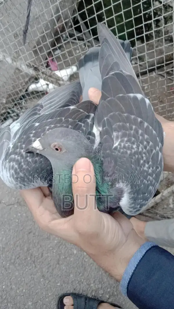 White Rat Pairs and Male Rodent for Sale