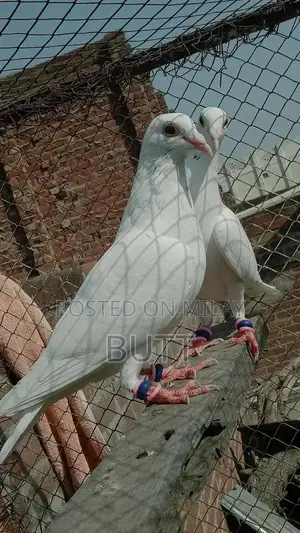 White Rat Pairs and Male Rodent for Sale