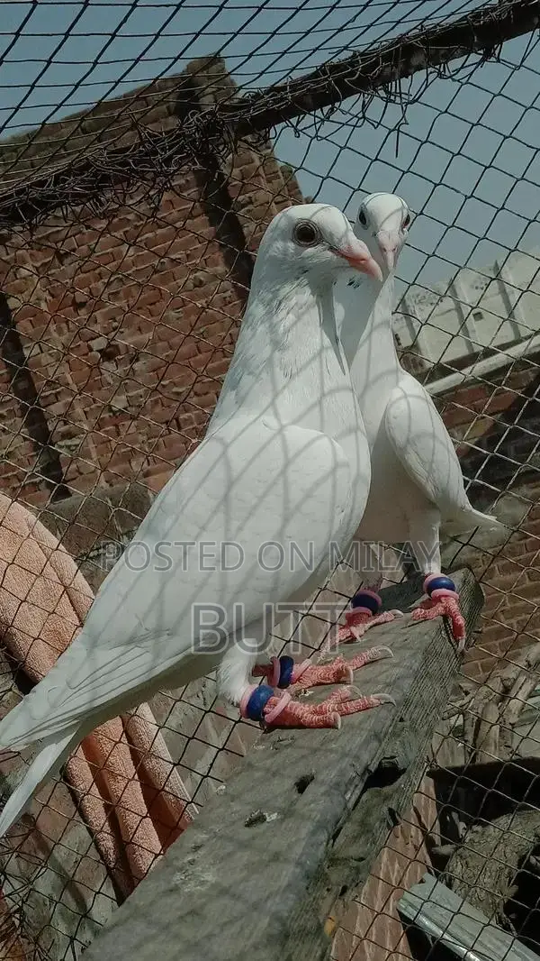 White Rat Pairs and Male Rodent for Sale