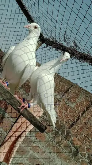 White Rat Pairs and Male Rodent for Sale