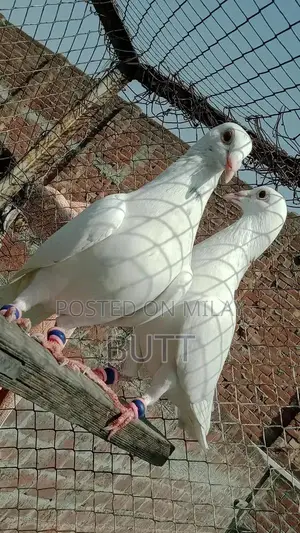 White Rat Pairs and Male Rodent for Sale