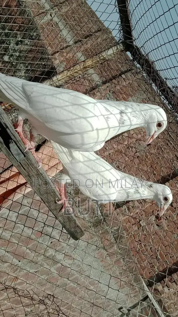 White Rat Pairs and Male Rodent for Sale