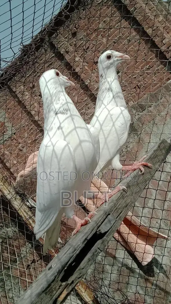 White Rat Pairs and Male Rodent for Sale