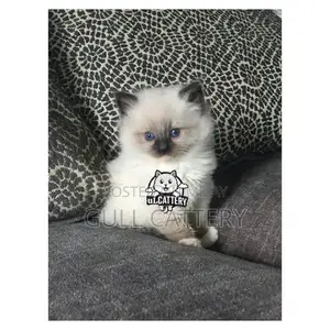 Persian Punch Face Kitten - British Breed