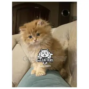 Persian Punch Face Kitten - British Breed