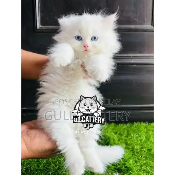 Persian Punch Face Kitten - British Breed
