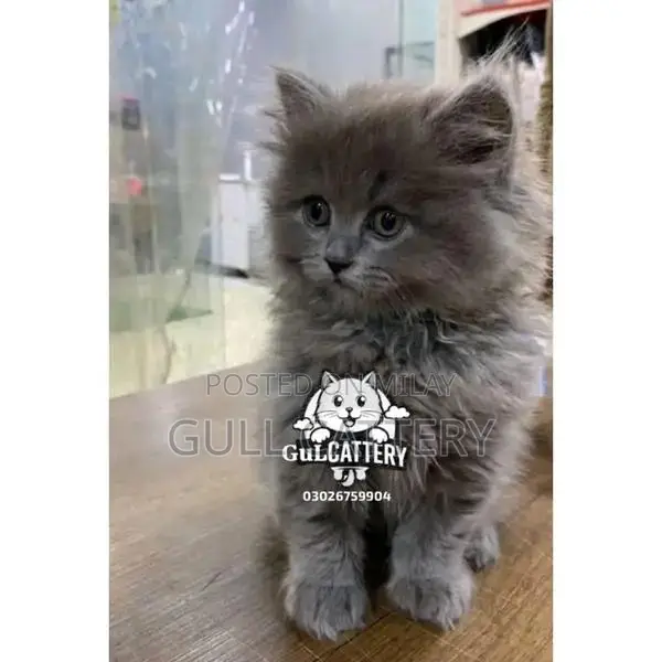 Persian Punch Face Kitten - British Breed