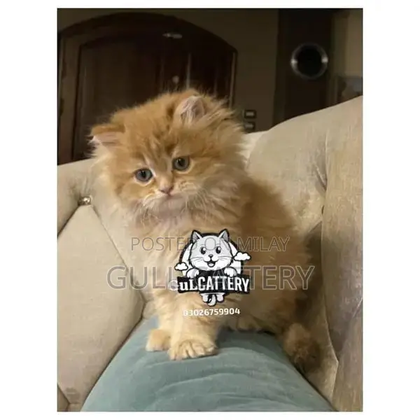 Persian Punch Face Kitten - British Breed