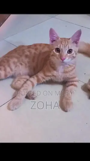 Photo - Friendly Domestic Cat Seeking Loving Forever Home