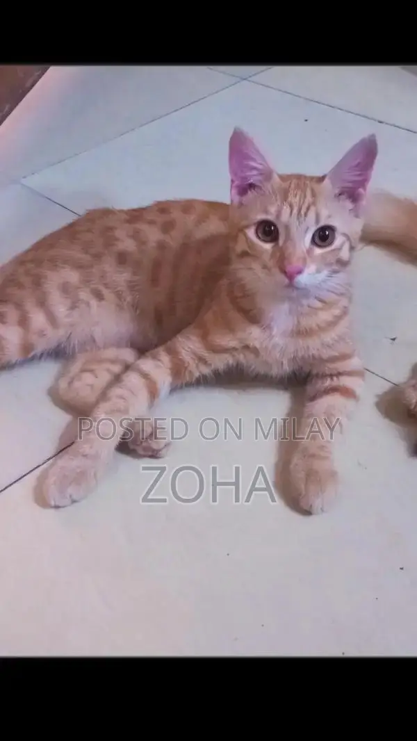 Friendly Domestic Cat Seeking Loving Forever Home