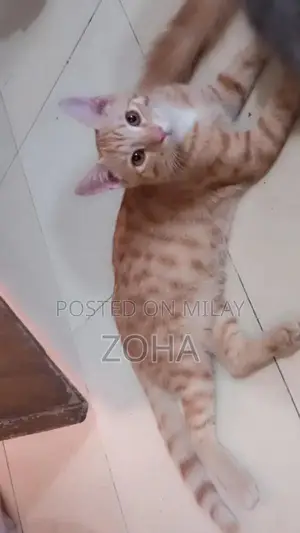 Friendly Domestic Cat Seeking Loving Forever Home