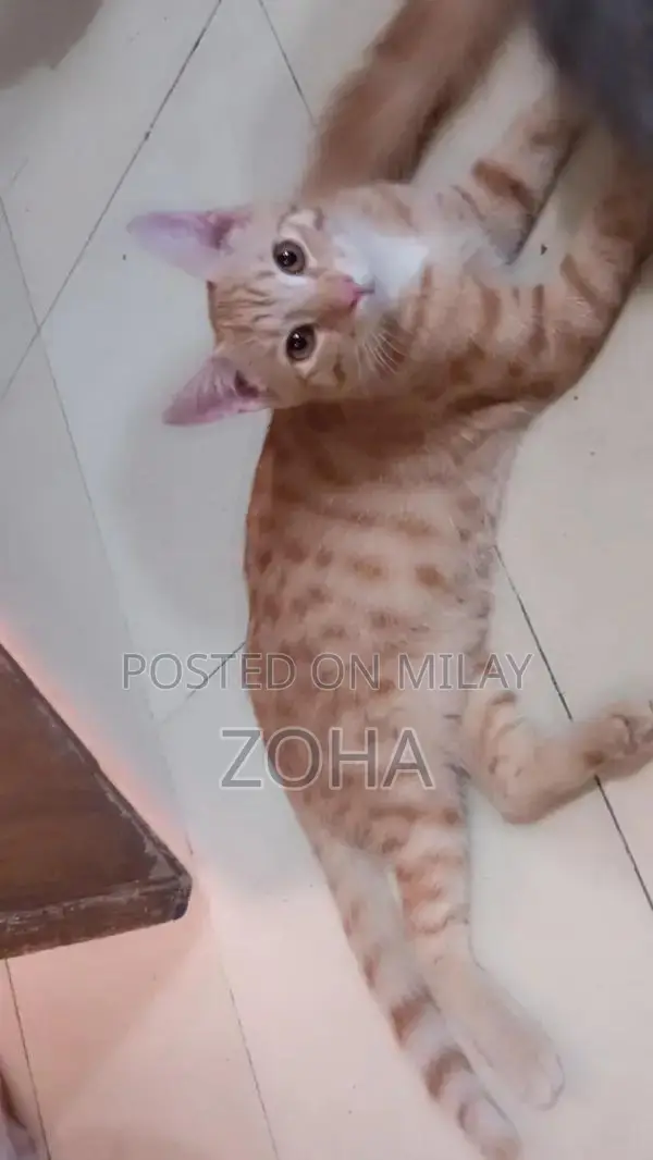 Friendly Domestic Cat Seeking Loving Forever Home