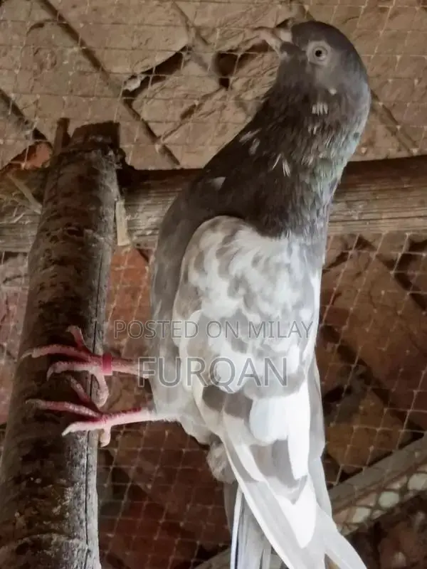 Indian Kabooter Breeder Chicks - High Quality Pigeons