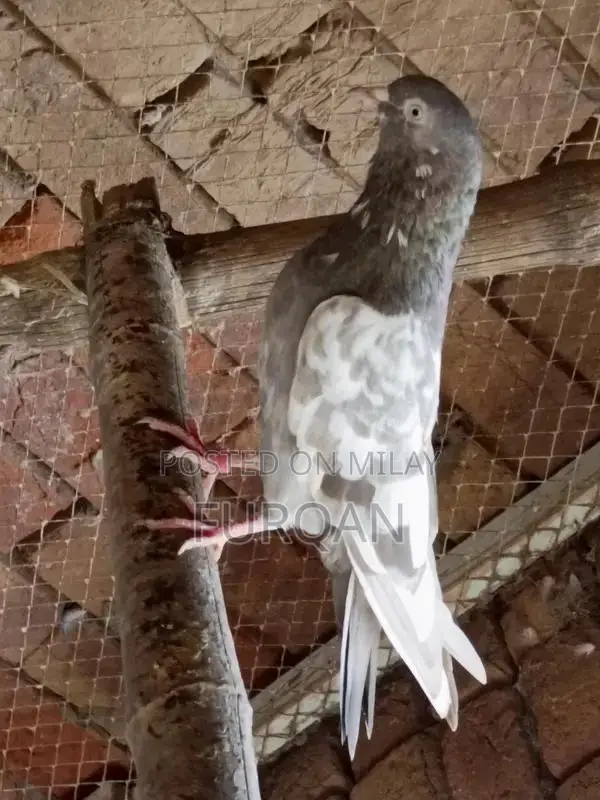 Indian Kabooter Breeder Chicks - High Quality Pigeons