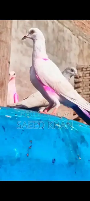 High-Quality Kabutar Bird Cage and Accessories