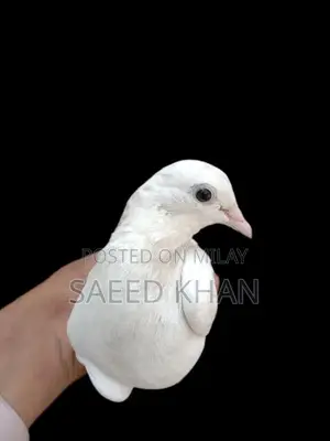 High-Quality Kabutar Bird Cage and Accessories