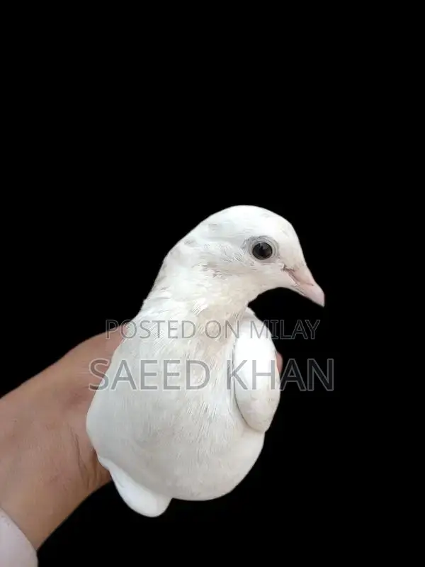 High-Quality Kabutar Bird Cage and Accessories