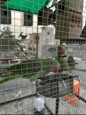 Photo - Rare Pair of Healthy Exotic Parrots - Companion Birds