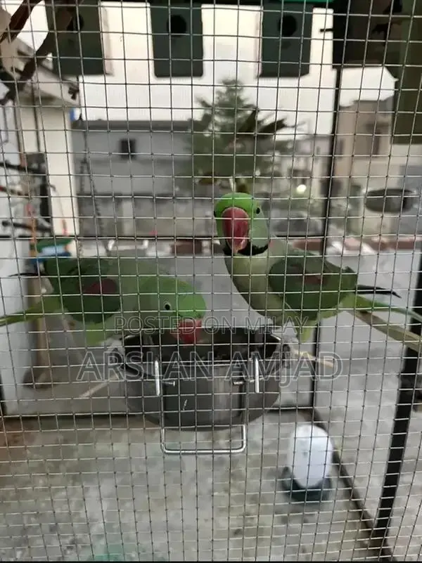 Rare Pair of Healthy Exotic Parrots - Companion Birds