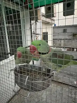 Rare Pair of Healthy Exotic Parrots - Companion Birds