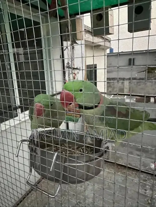 Rare Pair of Healthy Exotic Parrots - Companion Birds