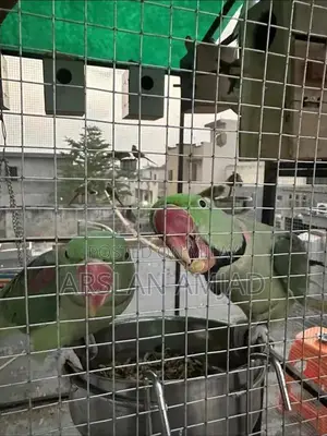 Rare Pair of Healthy Exotic Parrots - Companion Birds