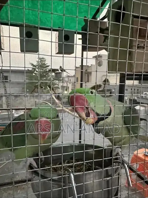 Rare Pair of Healthy Exotic Parrots - Companion Birds