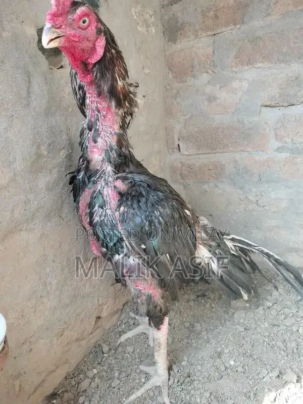 Lasanee Aseel Bird: Blue-Eyed 17-Month-Old Rare Breed