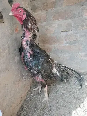 Lasanee Aseel Bird: Blue-Eyed 17-Month-Old Rare Breed