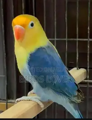 Photo - Parblue Opline Lovebirds Breeder Pair