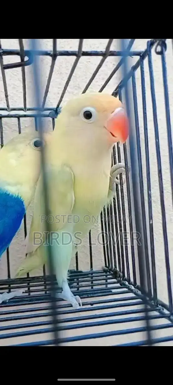 Parblue Opline Lovebirds Breeder Pair