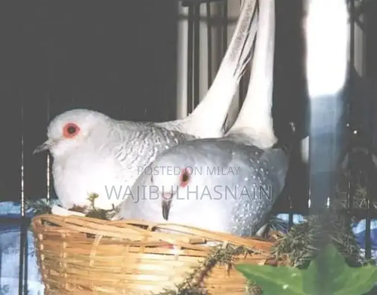 Diamond Dove Pair - Avian Companion for Home