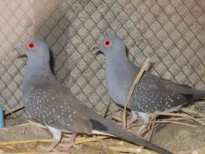 Diamond Dove Pair - Avian Companion for Home