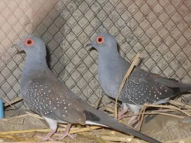 Diamond Dove Pair - Avian Companion for Home