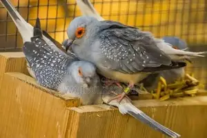 Diamond Dove Pair - Avian Companion for Home