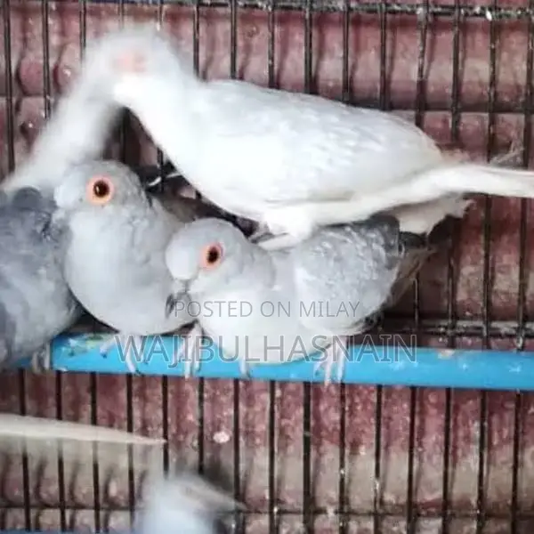 Diamond Dove Pair - Avian Companion for Home