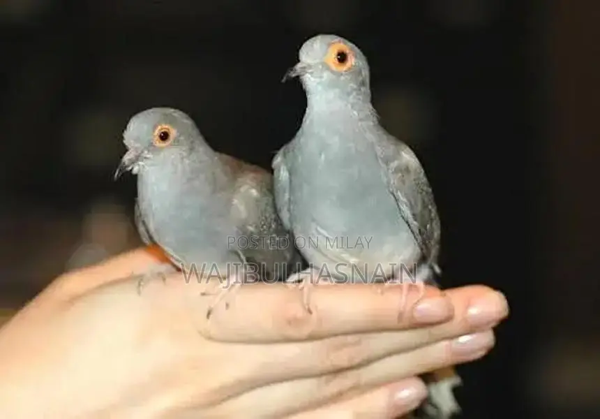 Diamond Dove Pair - Avian Companion for Home