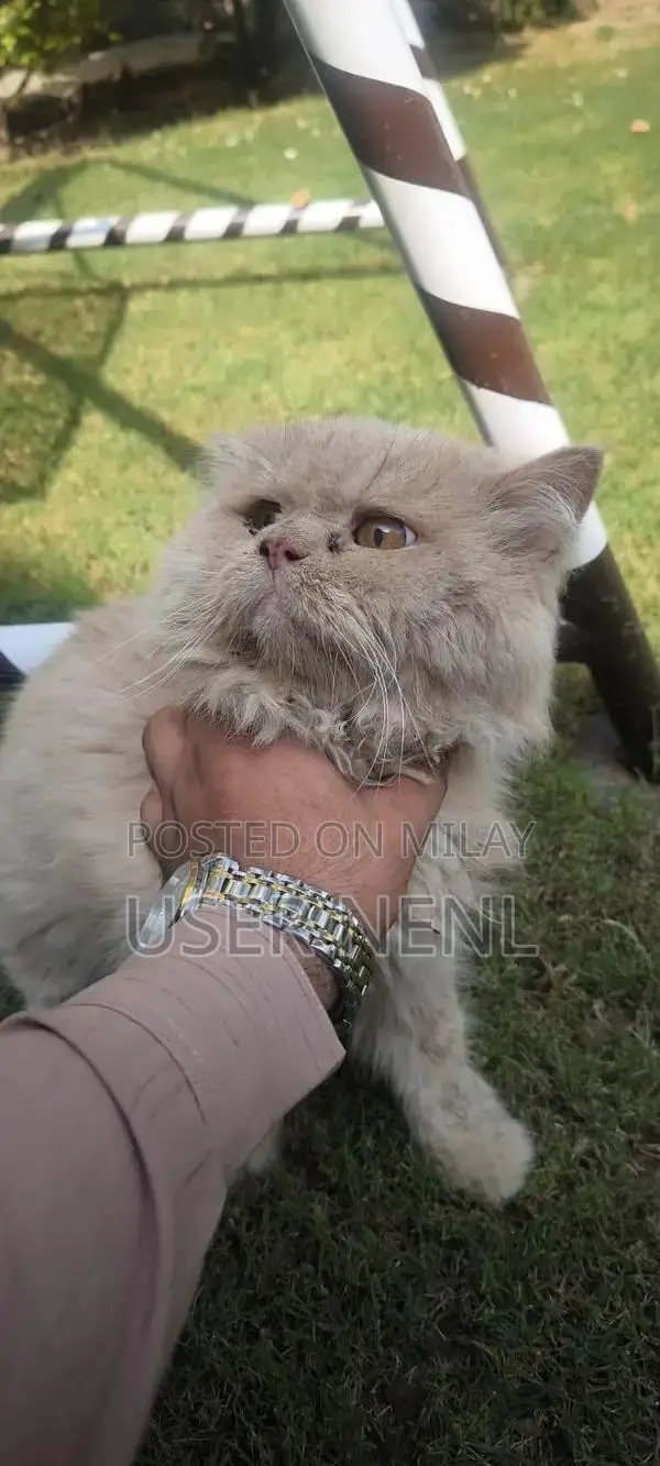 Persian Long-Haired Kitten - Friendly and Well-Socialized