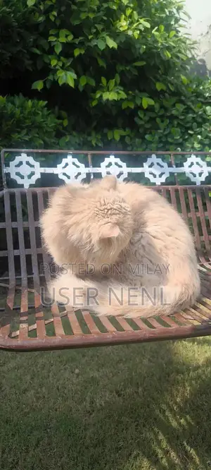 Persian Long-Haired Kitten - Friendly and Well-Socialized