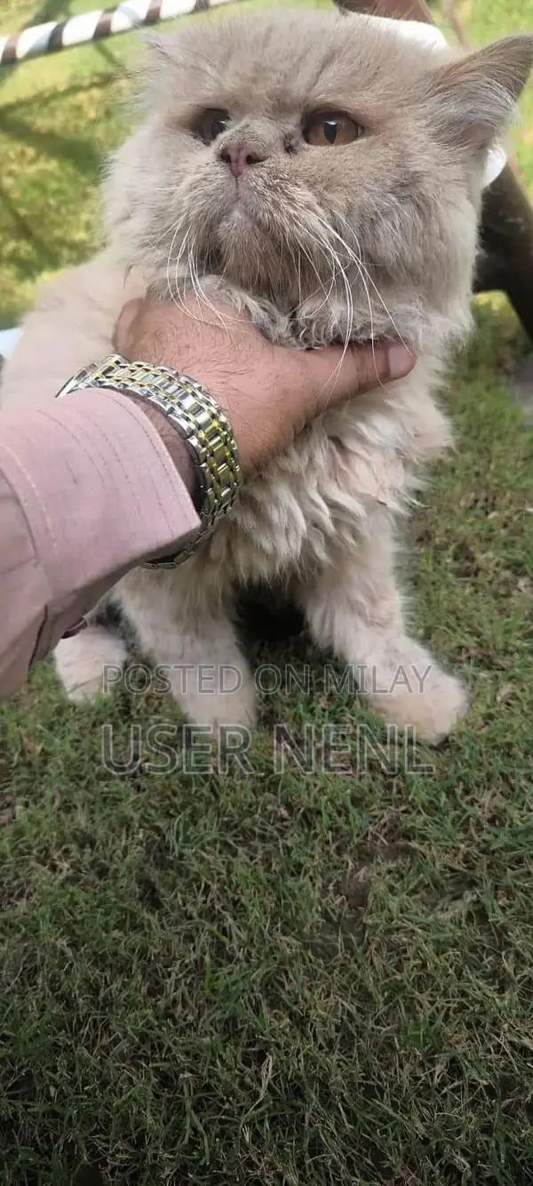 Persian Long-Haired Kitten - Friendly and Well-Socialized