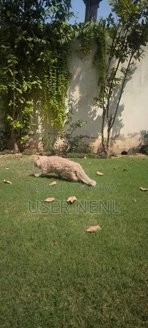 Persian Long-Haired Kitten - Friendly and Well-Socialized