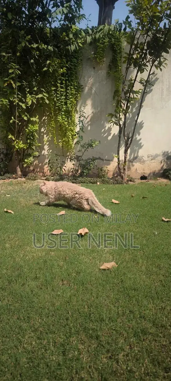 Persian Long-Haired Kitten - Friendly and Well-Socialized