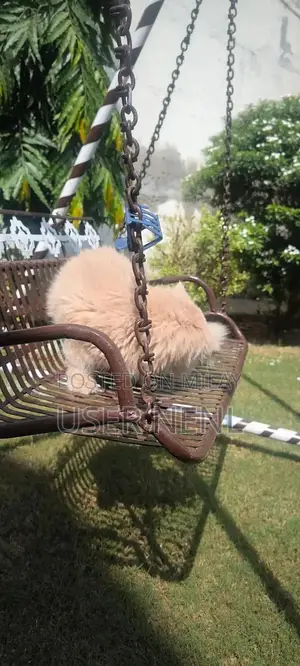 Persian Long-Haired Kitten - Friendly and Well-Socialized