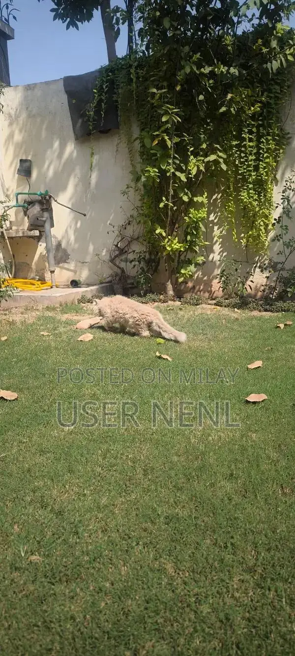 Persian Long-Haired Kitten - Friendly and Well-Socialized