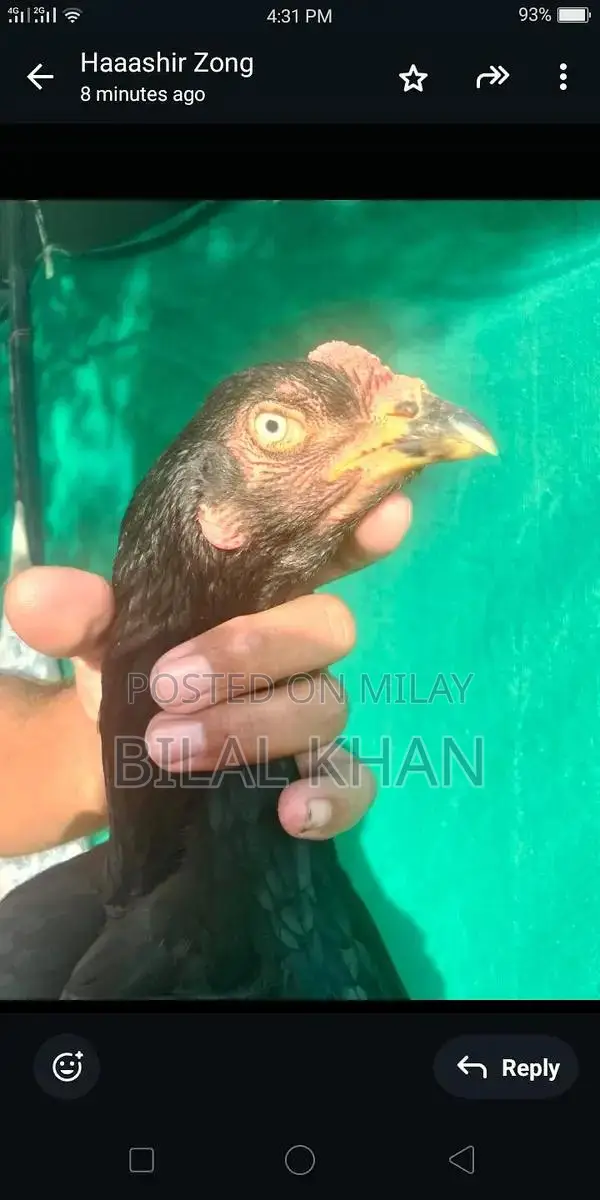 Authentic Aseel Mushki Madi Jet Black Rooster Breed