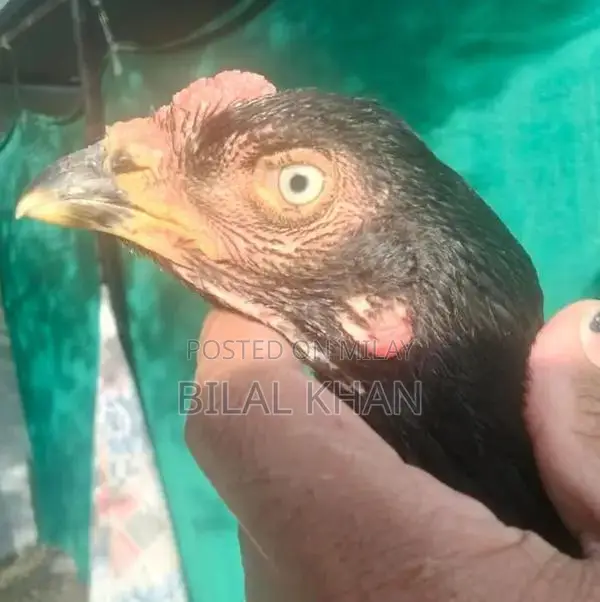 Authentic Aseel Mushki Madi Jet Black Rooster Breed