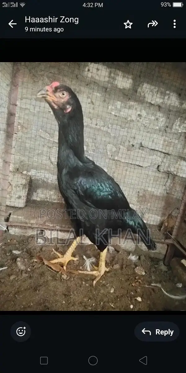 Authentic Aseel Mushki Madi Jet Black Rooster Breed