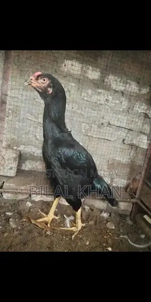 Authentic Aseel Mushki Madi Jet Black Rooster Breed