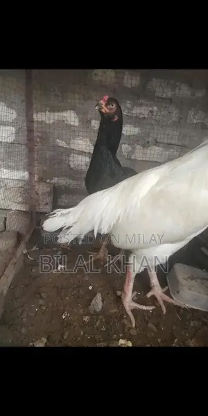 Authentic Aseel Mushki Madi Jet Black Rooster Breed